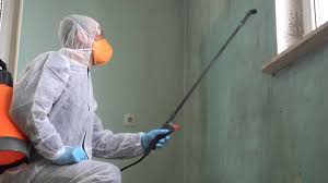 Best Black Mold Removal  in South San Francisco, CA